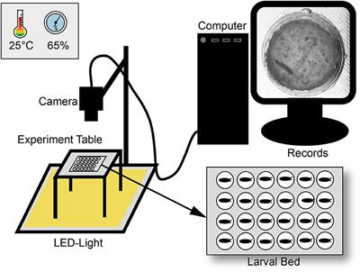 The PEDtracker: An Automatic Staging Approach for Drosophila melanogaster Larvae